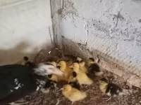 Ducks — 照片 7