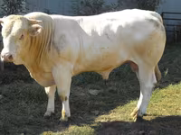 ثور, Blonde d’Aquitane cattle — الصورة 3