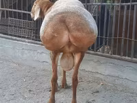 Ovan, Saryarka sheep — fotografija 4