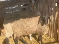 Baran, Tsigai sheep — zdjęcie 2