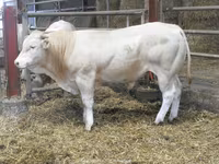 Bik, Blonde d’Aquitane cattle — fotografija 4
