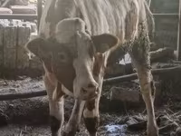 母牛, Russian Black pied cattle — 照片 3