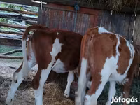 公牛, Limousin cow — 照片 3