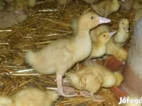 Ducks — الصورة 2