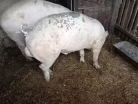 Knur, Świnie — zdjęcie 2