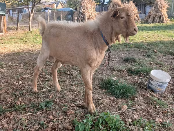 Теке, Ешкілер