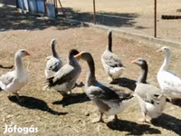 Geese — Foto 1