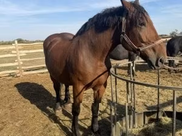 Égua, Cavalos — Hungria