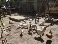 Chickens — Foto 2