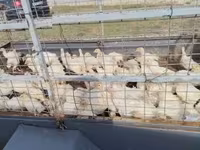 Turkeys — Foto 3