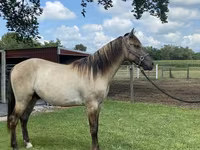 Pastuv, Rocky Mountain Horse — fotografija 4