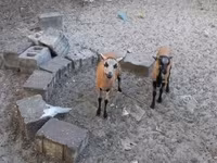 Sheep, Cameroon sheep — photo 4