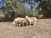 Ovan, Afghan Arabi sheep — fotografija 8