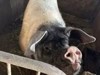 Eber, Schweine — Foto 3