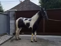Cavalo, Cavalos — foto 6