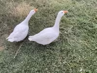 Geese — fotografija 1