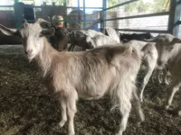 Kozioł, Saanen goat — zdjęcie 5