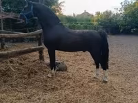 Caballo, Dutch warmblood horse — foto 4