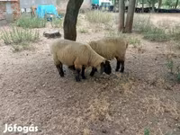 公羊, White Suffolk sheep — 照片 3