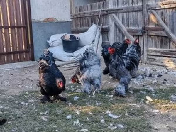 Brahma