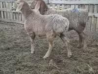 Owca, Arashan sheep — zdjęcie 1