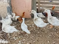 मुलार्ड — फ़ोटो 1