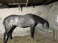 Kobila, Thoroughbred horse — fotografija 1