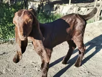Goat, Kamori goats — photo 1