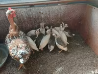 Chickens — Foto 6