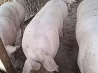 Cerdos (lote, sexo no especificado), Крупная белая — foto 2
