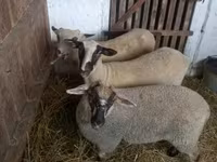 Schaf, Schafe — Foto 4