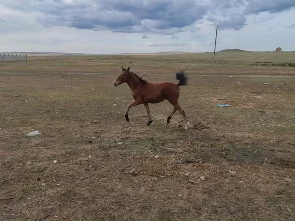 Égua, Cavalos