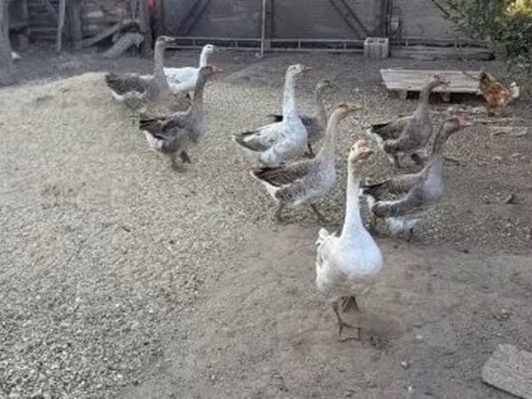 Geese — Węgry