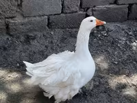 Geese — fotografija 2