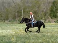 Kobila, Percheron — fotografija 6