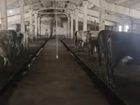 Vache, Race Holstein — photo 8