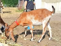 Коза, Nubian Goat — фото 3