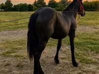 母马, Horses — 照片 3