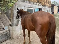 Hengst, Kyrgyz Horse — Foto 5