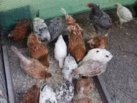 Chickens — zdjęcie 5