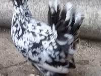 Chickens — zdjęcie 4