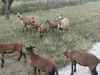 母羊, Cameroon sheep — 照片 3
