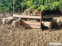 Schaf, Schafe — Foto 8
