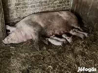 خنزيرة, Крупная белая — الصورة 2