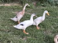 Ducks — الصورة 4