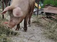 Säue, Schweine — Foto 3