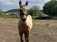 Cavalo, Cavalos — foto 2