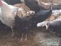 Turkeys — Foto 3