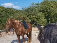 Horse (M), Horses — photo 6