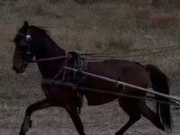 Koń, Hackney horse — zdjęcie 1